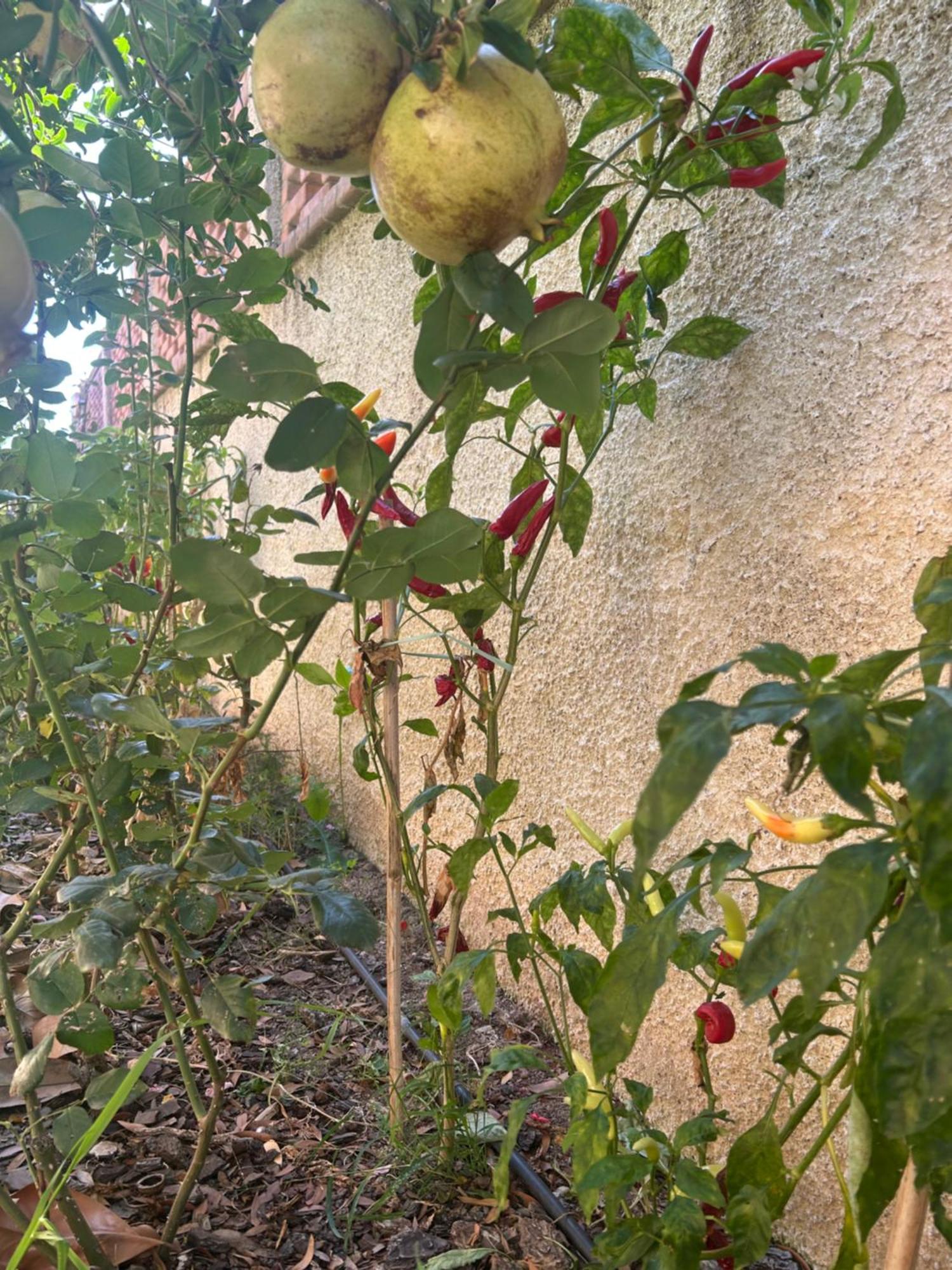 كاتانزارو B&B Villa Maria المظهر الخارجي الصورة