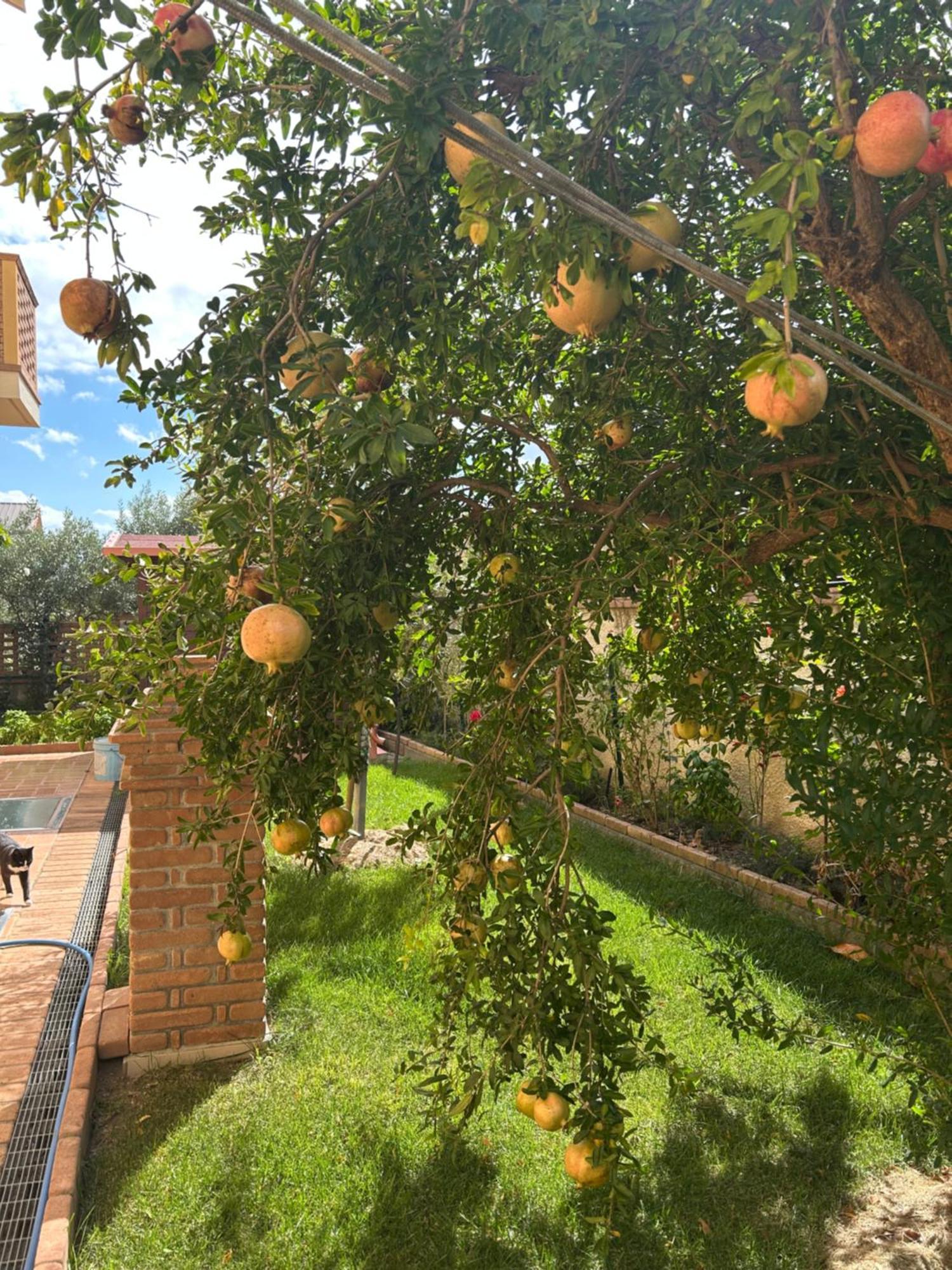 كاتانزارو B&B Villa Maria المظهر الخارجي الصورة